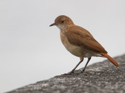 Rufous Hornero / Rosse ovenvogel (Furnarius rufus