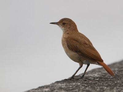 Rufous Hornero / Rosse ovenvogel (Furnarius rufus