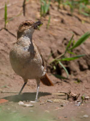 Rufous Hornero / Rosse ovenvogel (Furnarius rufus