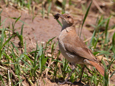 Rufous Hornero / Rosse ovenvogel (Furnarius rufus