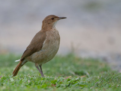 Rufous Hornero / Rosse ovenvogel (Furnarius rufus