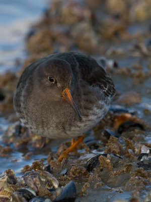 Paarse strandloper / Purple Sandpiper / Calidris maritima