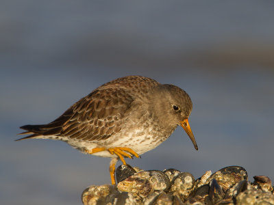 Paarse strandloper / Purple Sandpiper / Calidris maritima