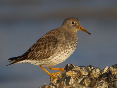 Paarse strandloper / Purple Sandpiper / Calidris maritima
