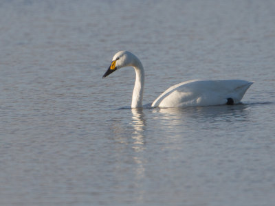 Kleine zwaan / Bewick's Swan / Cygnus bewickii