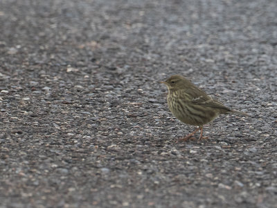 Oeverpieper / Rock Pipit / Anthus petrosus