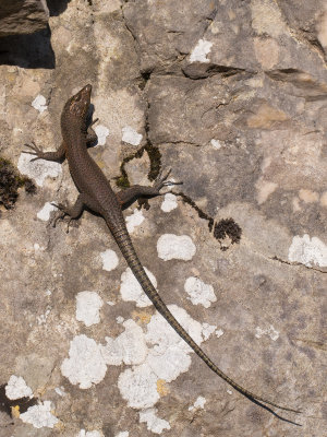 Spitskophagedis / Sharp-snouted rock lizard / Lacerta oxycephala