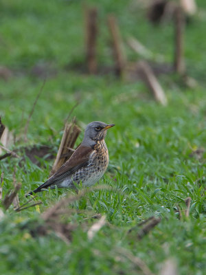 Kramsvogel / Fieldfare / Turdus pilaris