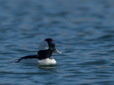 Bufflehead / Buffelkopeend / Bucephala albeola 