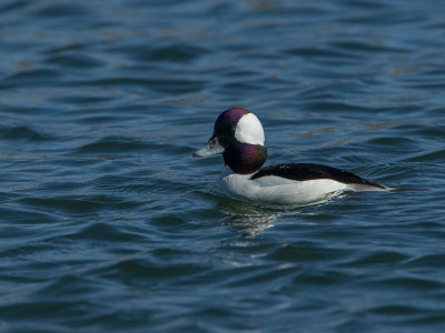 Bufflehead / Buffelkopeend / Bucephala albeola 