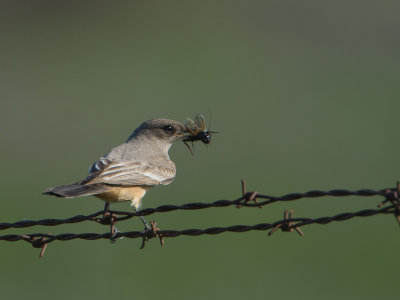 Say's Phoebe / Says Phoebe / Sayornis saya 