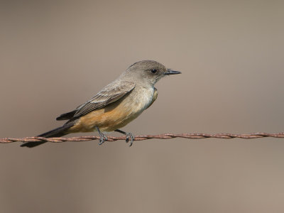 Say's Phoebe / Says Phoebe / Sayornis saya 