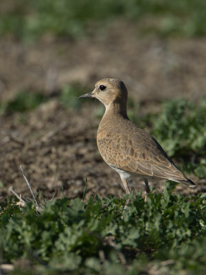 Mountain Plover / Prairie plevier / Charadrius montanus
