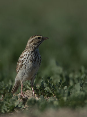 Savannah Sparrow / Savannah Gors / Passerculus sandwichensis 