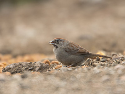 Rufous-crowned Sparrow / Roestkruingors / Aimophila ruficeps