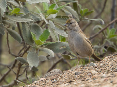 Golden-crowned Sparrow / Goudkruingors / Zonotrichia atricapilla 