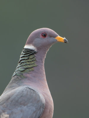 Band-tailed Pigeon / Bandstaartduif / Patagioenas fasciata 