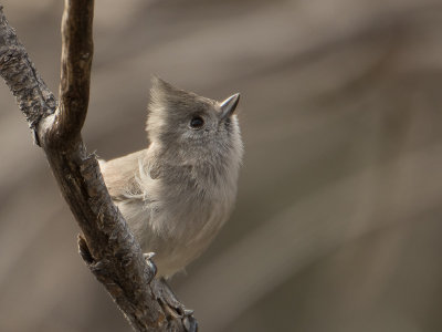 Oak Titmouse / Grijze mees / Baeolophus inornatus