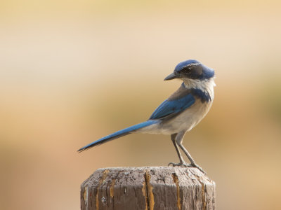 California Scrub Jay / Westelijke struikgaai / Aphelocoma californica