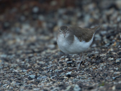 Amerikaanse oeverloper / Spotted Sandpiper / Actitis macularius