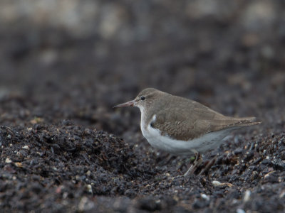 Amerikaanse oeverloper / Spotted Sandpiper / Actitis macularius