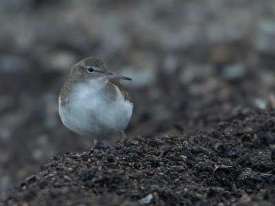 Amerikaanse oeverloper / Spotted Sandpiper / Actitis macularius