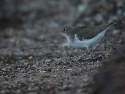 Amerikaanse oeverloper / Spotted Sandpiper / Actitis macularius