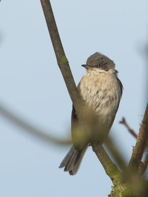 Siberische Braamsluiper / Siberian Lesser Whitethroat / Sylvia althaea blythi 