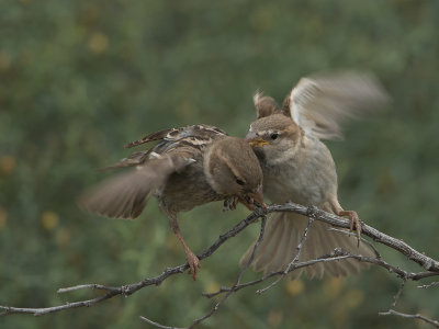 Spaanse mus / Spanish Sparrow / Passer hispaniolensis