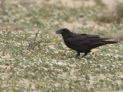Raaf ssp canariensis  / Raven / Corvus corax canariensis