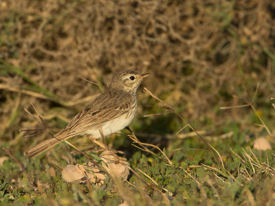 Berthelots pieper / Berthelot's Pipit / Anthus berthelotii