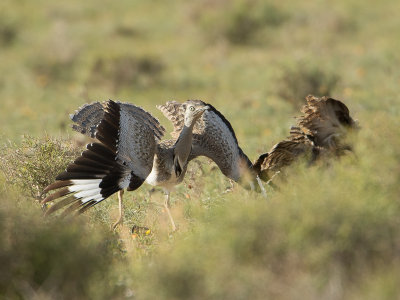 Westelijke Kraagtrap ssp fuertaventurae / Houbara Bustard / Chlamydotis undulata fuertaventurae