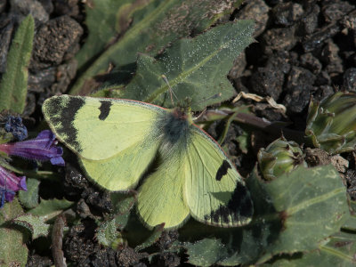 Groen marmerwitje / Greenish Black-tip / Euchloe charlonia