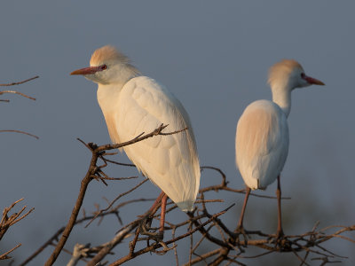 Cattle Egret / Koereiger / Bubulcus ibis