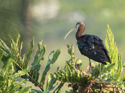 Glossy Ibis / Zwarte ibis / Plegadis falcinellus