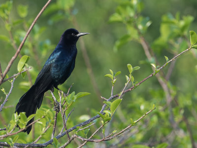 Boat-tailed Grackle / Bootstaarttroepiaal / Quiscalus major