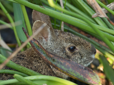 Marsh Rabbit / Moeraskonijn / Sylvilagus palustris