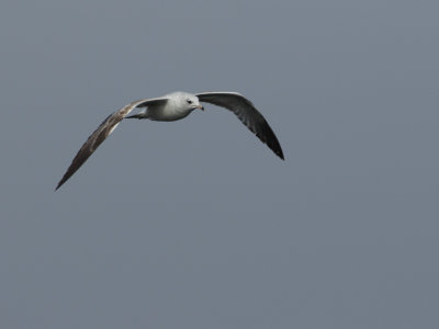 Ring-billed Gull / Ringsnavelmeeuw / Larus delawarensis