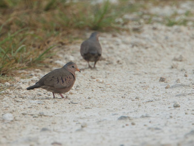 Common Ground-Dove / Musduif / Columbina passerina