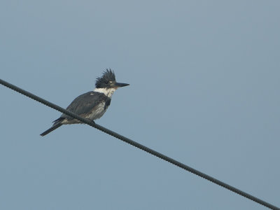 Belted Kingfisher / Bandijsvogel / Megaceryle alcyon