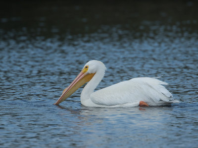 American White Pelican / Amerikaanse witte pelikaan / Pelecanus erythrorhynchos