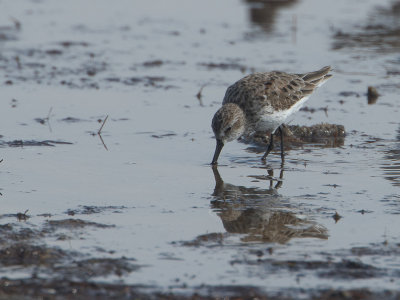 Dunlin / Bonte strandloper / Calidris alpina