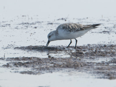  Sanderling / Drieteenstrandloper / Calidris alba