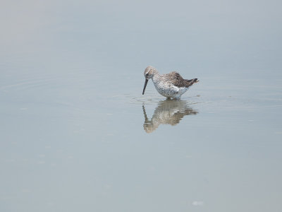 Stilt Sandpiper / Steltstrandloper / Calidris himantopus