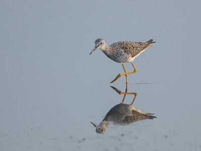 Lesser Yellowlegs / Kleine Geelpootruiter / Tringa flavipes