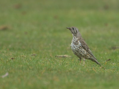 Grote Lijster / Mistle Thrush / Turdus viscivorus