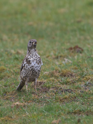 Grote Lijster / Mistle Thrush / Turdus viscivorus