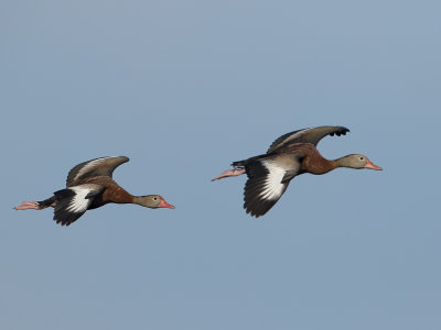 Black-bellied Whistling Duck / Zwartbuik-fluiteend / Dendrocygna autumnalis 