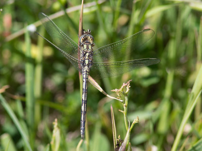 Lange oeverlibel / Long Skimmer / Orthetrum trinacria