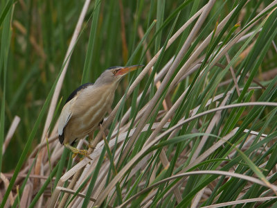 Woudaap / Little Bittern / Lxobrychus minutus